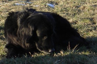 sam